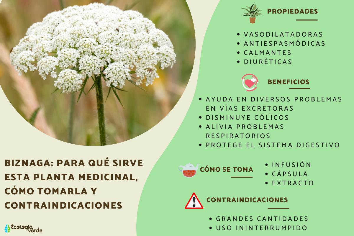 Biznaga: para qué sirve esta planta medicinal, cómo tomarla y contraindicaciones
