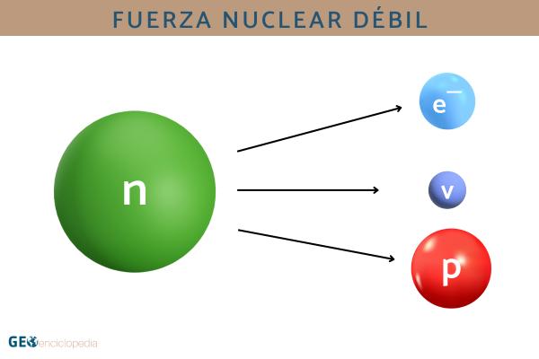 Fuerza nuclear débil: qué es, cómo se calcula e importancia - Cómo se calcula la fuerza nuclear débil