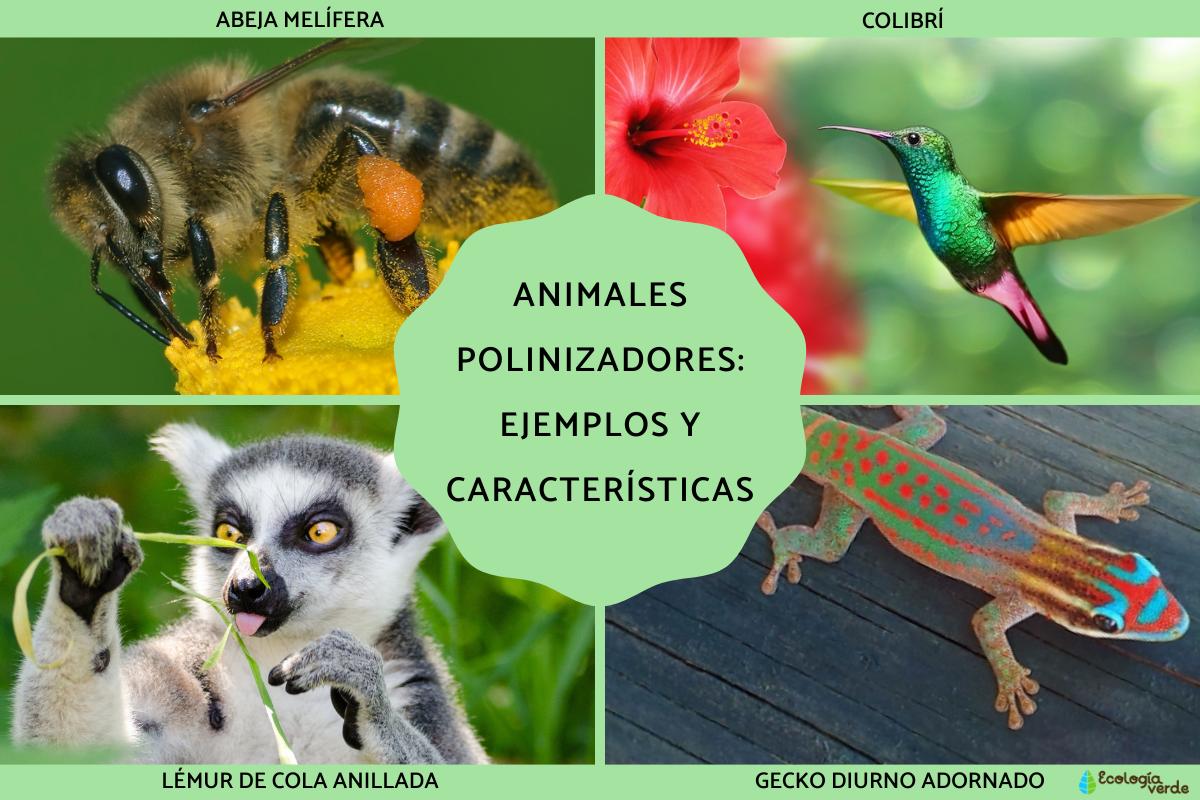 Animales polinizadores: ejemplos y características