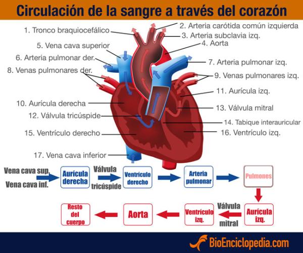 El Ciclo Cardíaco - Características del ciclo cardíaco