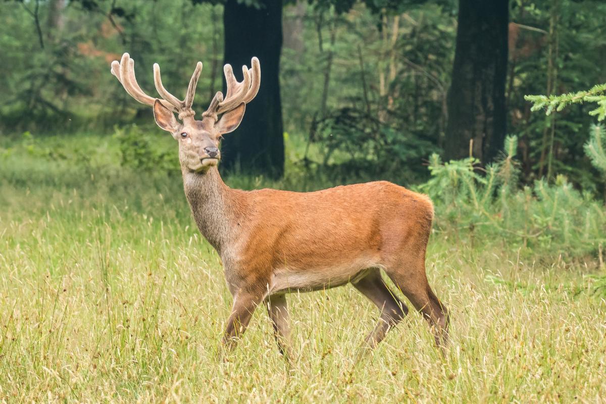 Curiosidades de los ciervos