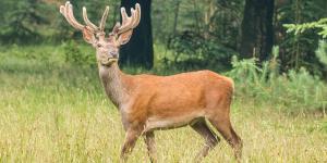 Curiosidades de los ciervos