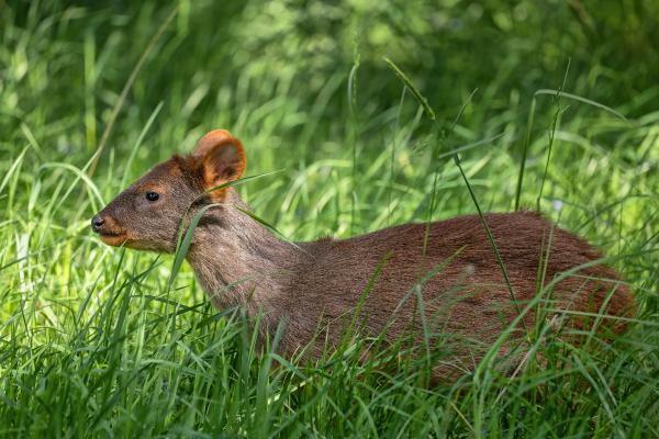Curiosidades de los ciervos - El pudu es uno de los ciervos más pequeños del mundo
