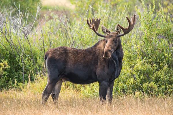 Curiosidades de los ciervos - Existen ciervos de tamaños muy distintos