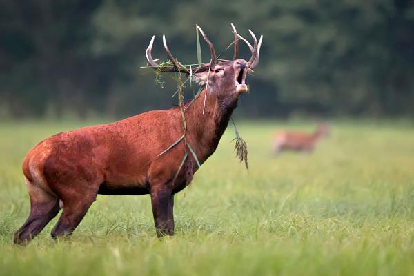 Curiosidades de los ciervos - La brama es clave en la época reproductiva