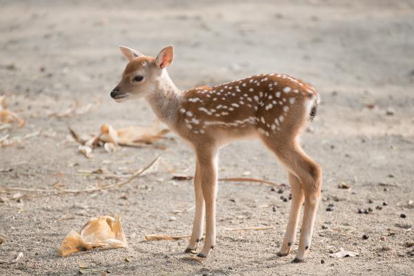 Curiosidades de los ciervos - Los cervatillos nacen con manchas