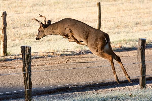 Curiosidades de los ciervos - Son excelentes corredores y saltadores