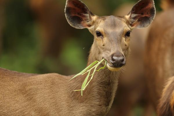 Curiosidades de los ciervos - Son rumiantes 