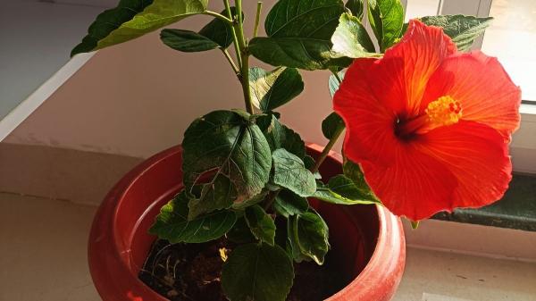 10 plantas de interior que dan flores todo el año y llenan de color cualquier rincón de casa - 10. Hibisco: flores grandes y llamativas dentro de casa