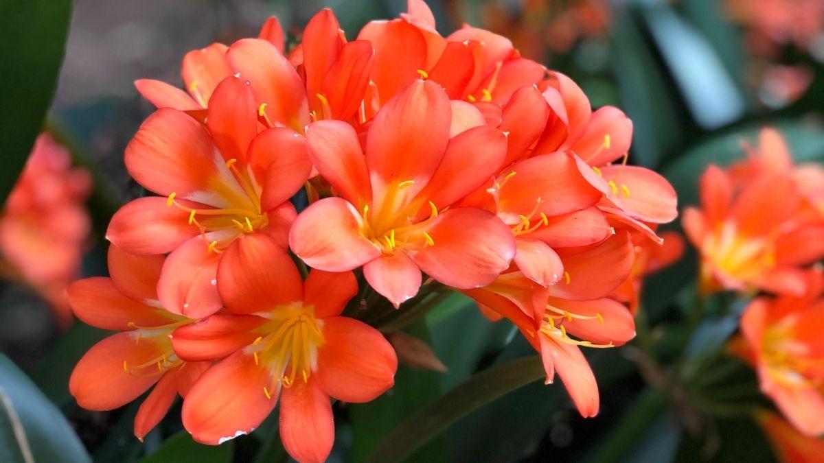 10 plantas de interior que dan flores todo el año y llenan de color cualquier rincón de casa