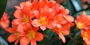 10 plantas de interior que dan flores todo el año y llenan de color cualquier rincón de casa