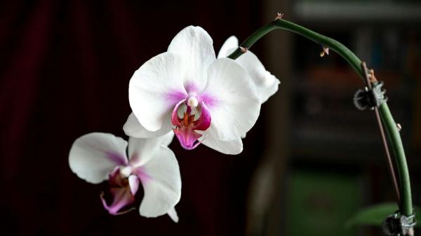 10 plantas de interior que dan flores todo el año y llenan de color cualquier rincón de casa - 1. Orquídeas: flores elegantes que duran semanas