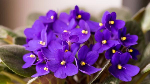 10 plantas de interior que dan flores todo el año y llenan de color cualquier rincón de casa - 2. Violeta africana: una planta que ocupa poco espacio y florece sin parar