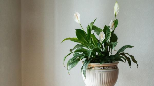 10 plantas de interior que dan flores todo el año y llenan de color cualquier rincón de casa - 5. Lirio de paz: flores blancas y aire más limpio