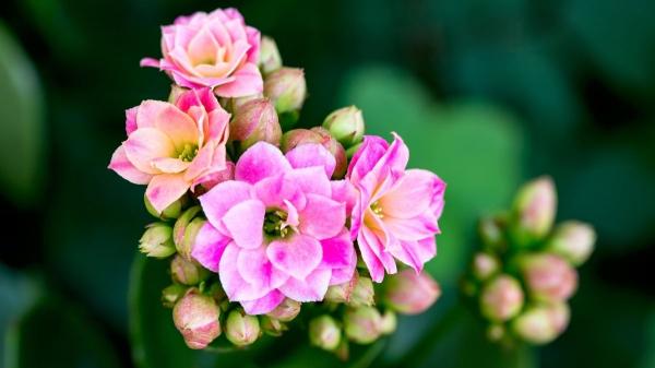 10 plantas de interior que dan flores todo el año y llenan de color cualquier rincón de casa - 6. Kalanchoe: ramilletes que alegran todo el año