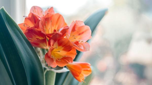 10 plantas de interior que dan flores todo el año y llenan de color cualquier rincón de casa - 7. Clivia: flores que sorprenden dentro de casa