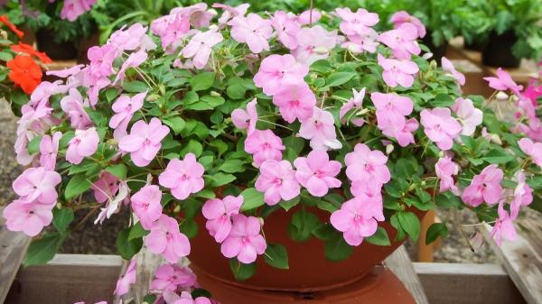 10 plantas de interior que dan flores todo el año y llenan de color cualquier rincón de casa - 8. Alegría del hogar: color constante en interiores