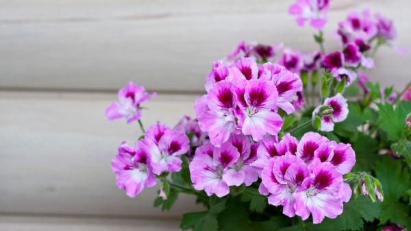 10 plantas de interior que dan flores todo el año y llenan de color cualquier rincón de casa - 9. Geranio de interior: el clásico que nunca falla