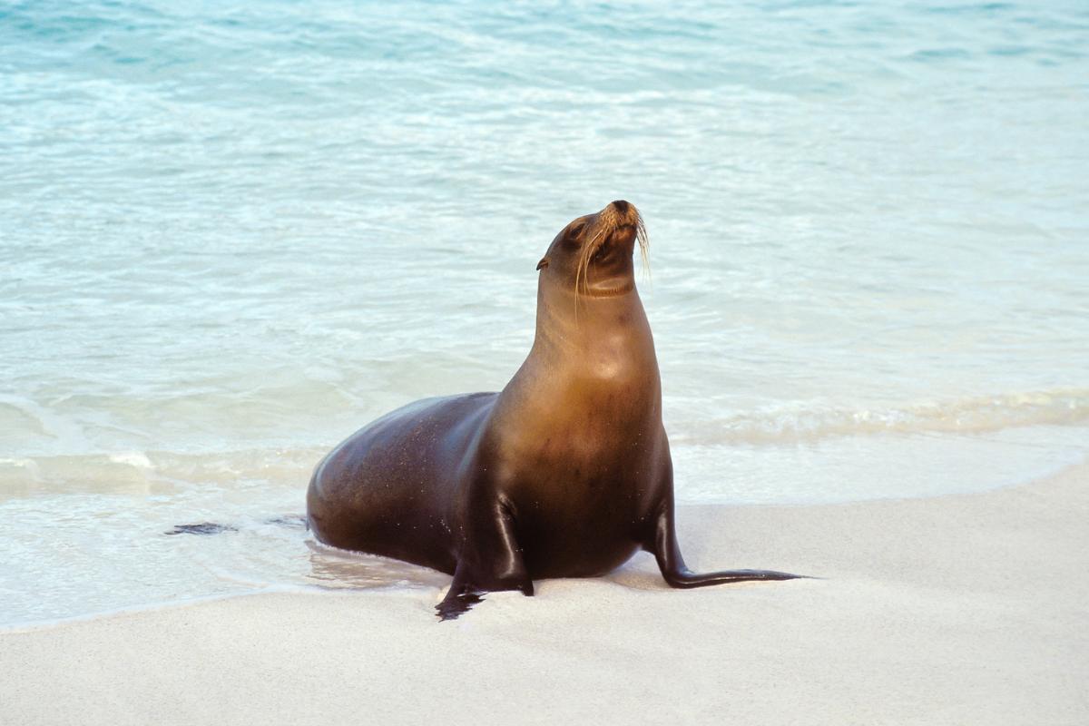 Curiosidades sobre los leones marinos