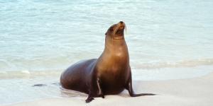 Curiosidades sobre los leones marinos