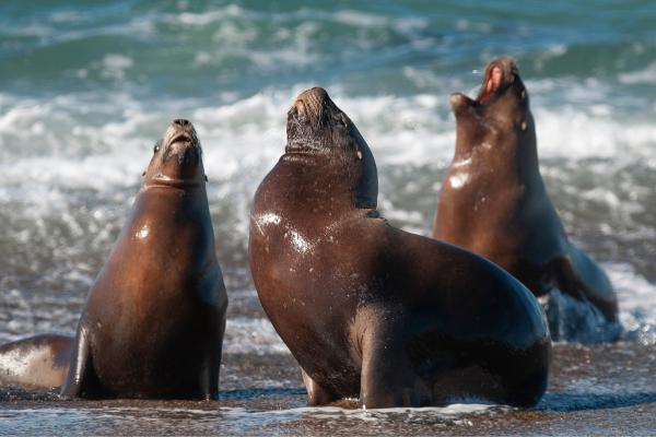 Curiosidades sobre los leones marinos - Hacen sonidos muy fuertes