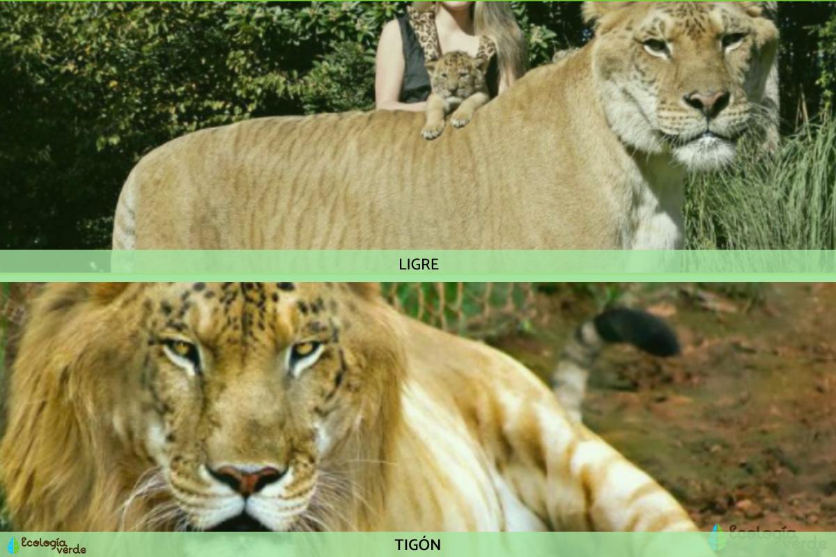 Ligre y tigón: qué son y diferencias