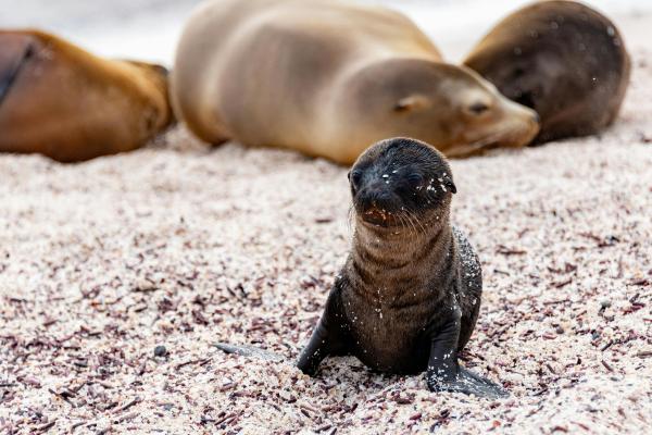 Curiosidades sobre los leones marinos - Nacen en tierra y las madres les enseñan a nadar