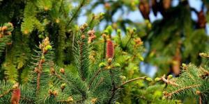 Plantas gimnospermas: qué son, características y ejemplos