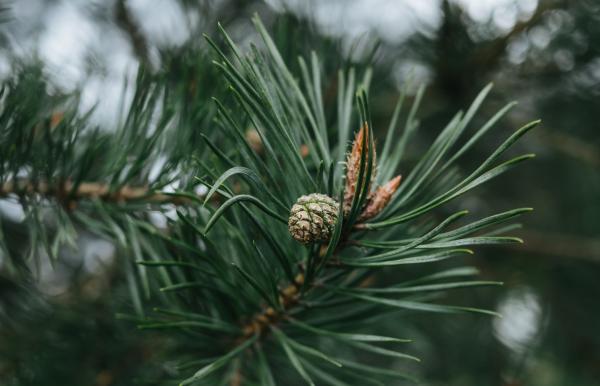 Plantas gimnospermas: qué son, características y ejemplos - Qué son las plantas gimnospermas