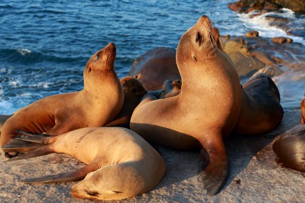 Curiosidades sobre los leones marinos - Son inteligentes y curiosos