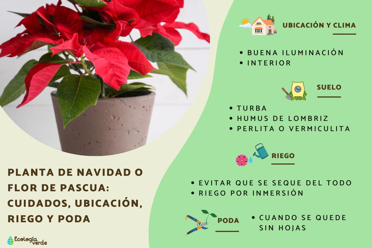 Planta de Navidad o flor de Pascua: cuidados, interior o exterior, riego y poda