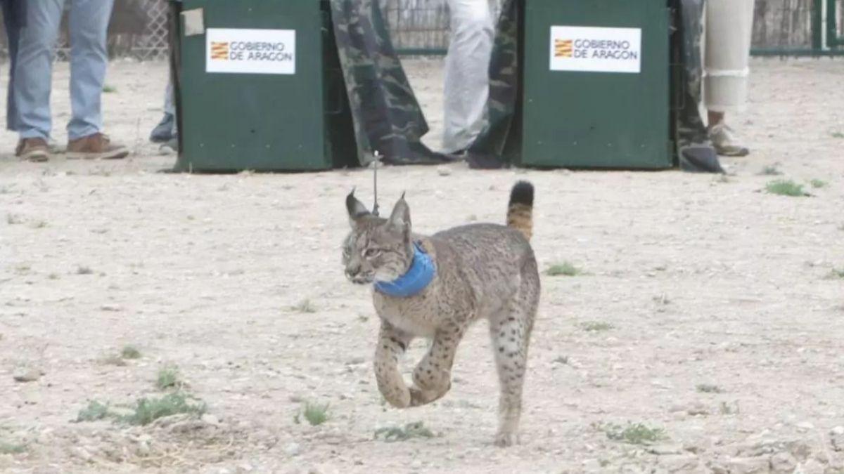 Aragón suma nuevos habitantes inesperados: lo que hay detrás de la llegada de los linces Worbi y Waka
