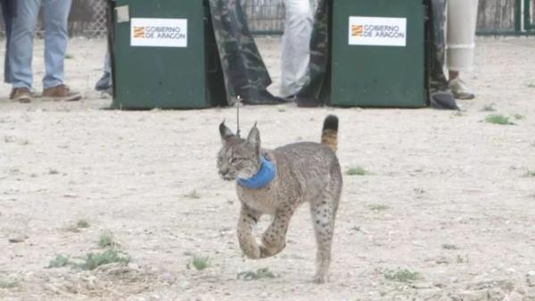 Aragón suma nuevos habitantes inesperados: lo que hay detrás de la llegada de los linces Worbi y Waka