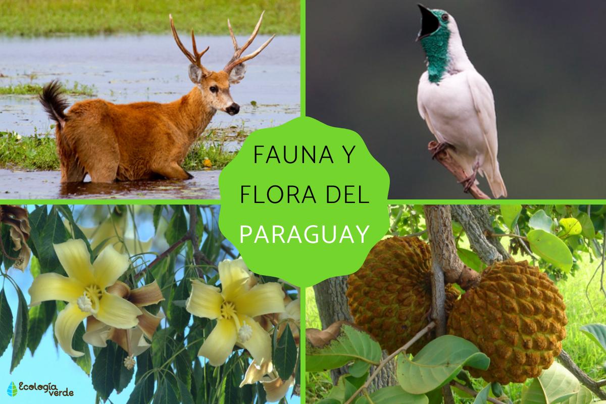 Fauna y flora del Paraguay