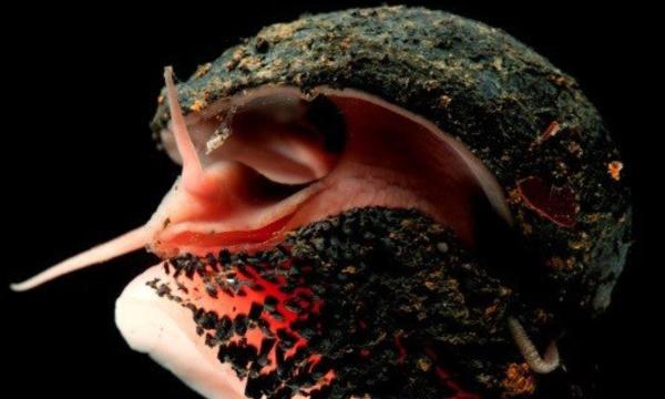 Caracol volcánico - Amenazas y conservación del caracol volcánico