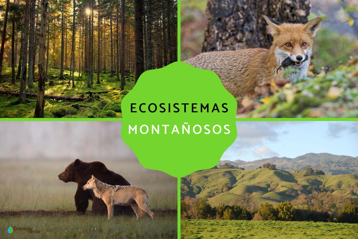 Ecosistema montañoso: características, flora y fauna