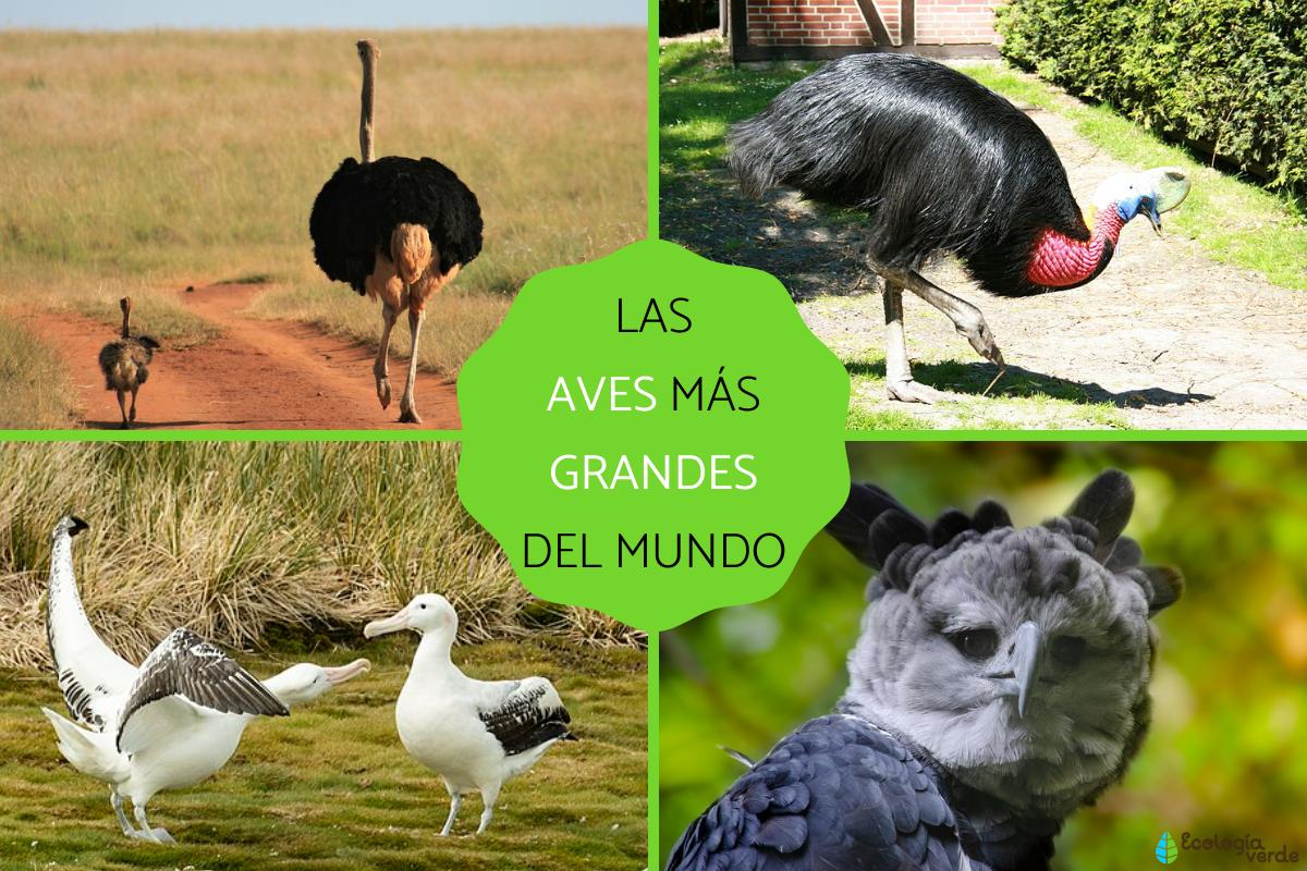 Las aves más grandes del mundo