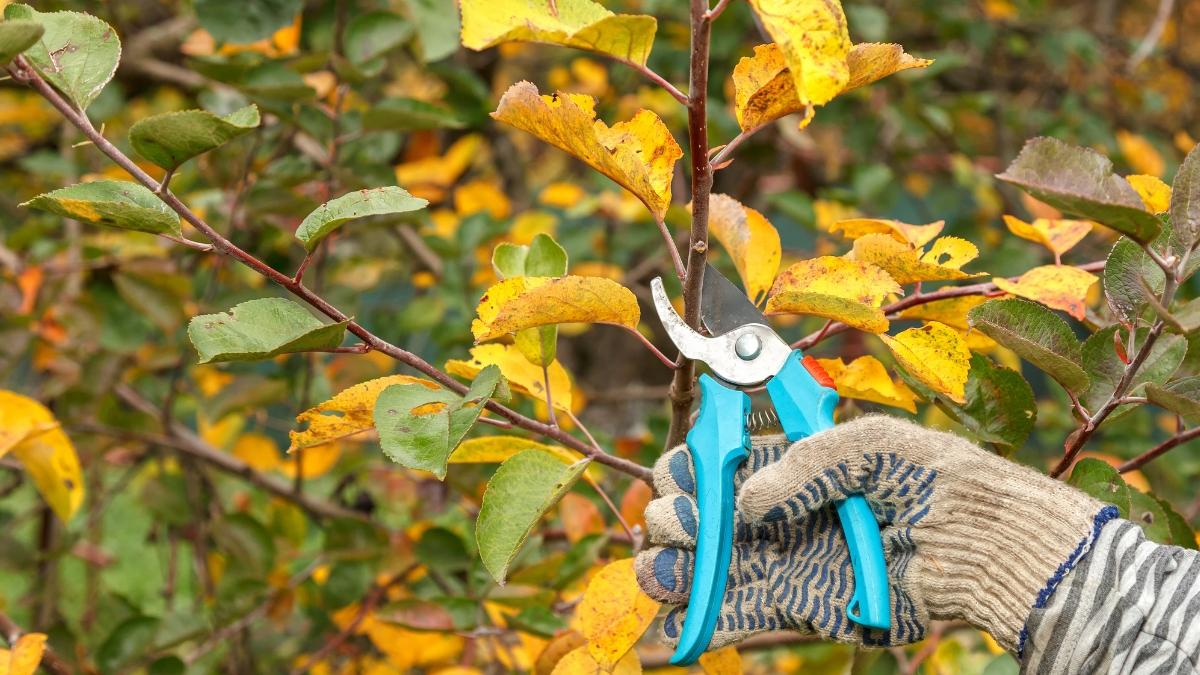 Aprovecha septiembre para podar el jardín: estas son las tareas que puedes hacer ahora