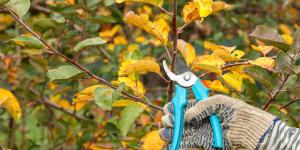 Aprovecha septiembre para podar el jardín: estas son las tareas que puedes hacer ahora
