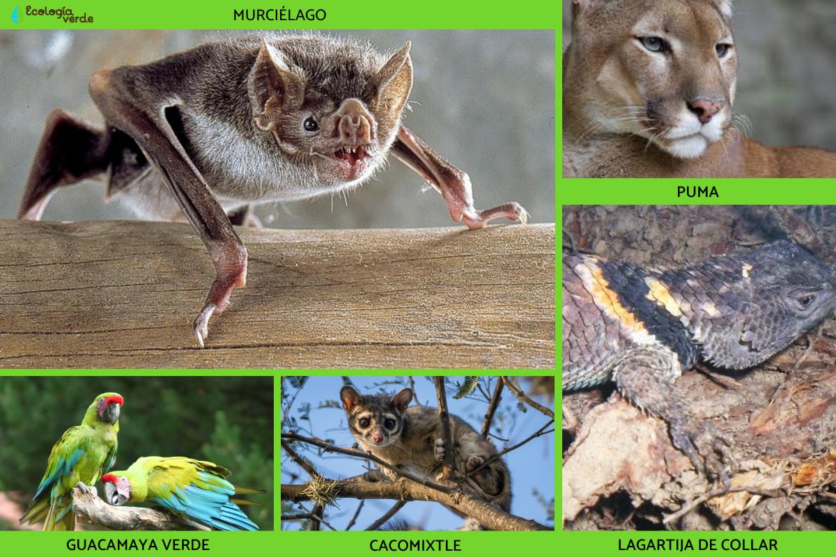 Flora Y Fauna De Puebla Descubre Sus Nombres Y Fotos Eroppa Flora Y Fauna De Puebla Descubre Sus Nombres Y Fotos Eroppa
