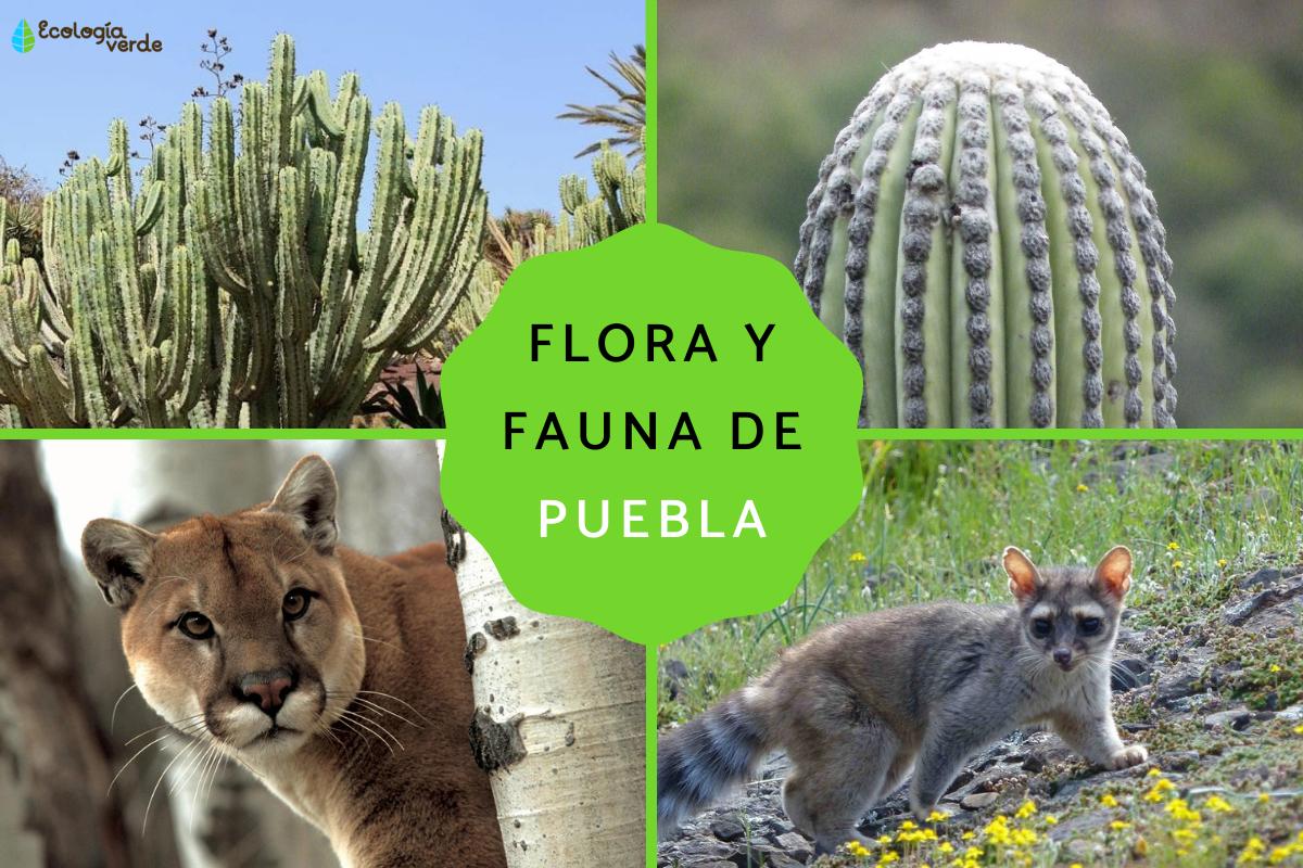 Flora y fauna de Puebla