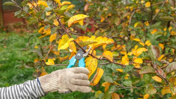 Aprovecha septiembre para podar el jardín: estas son las tareas que puedes hacer ahora - Las podas que puedes hacer en septiembre sin perjudicar las plantas