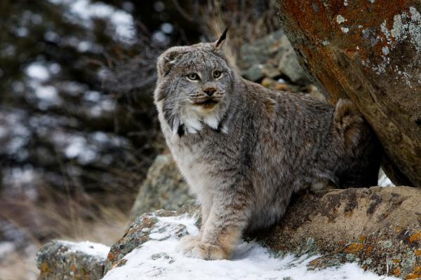 Tipos de linces - Lince canadiense (Lynx canadensis)