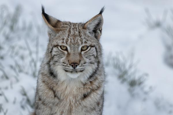 Tipos de linces - Lince euroasiático (Lynx lynx)