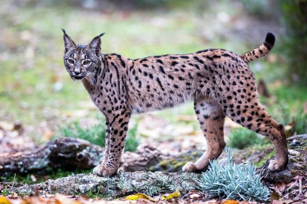 Tipos de linces - Lince ibérico (Lynx pardinus)