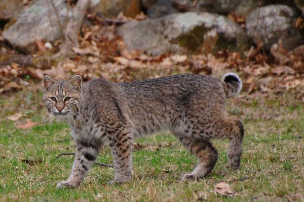 Tipos de linces - Lince rojo (Lynx rufus)