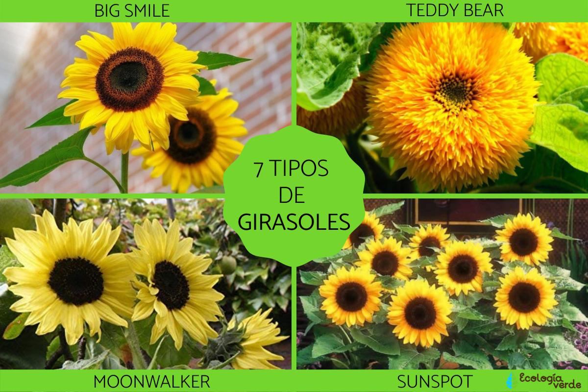 Tipos de girasoles