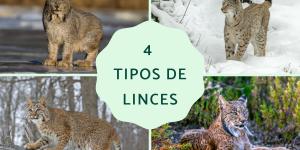 Tipos de linces
