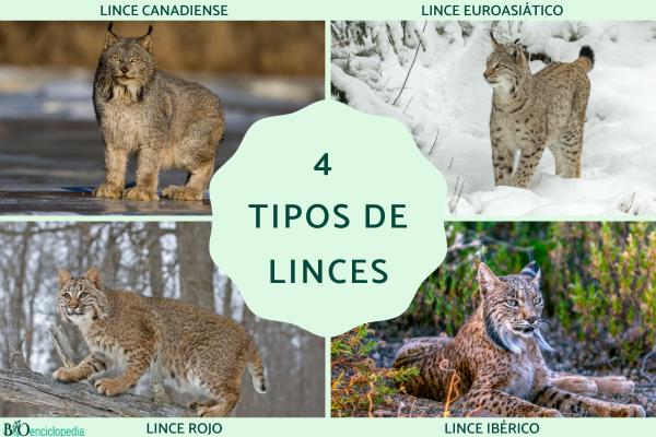 Tipos de linces