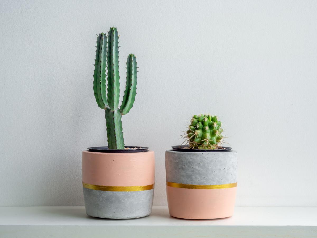 Dónde colocar los cactus según el Feng Shui